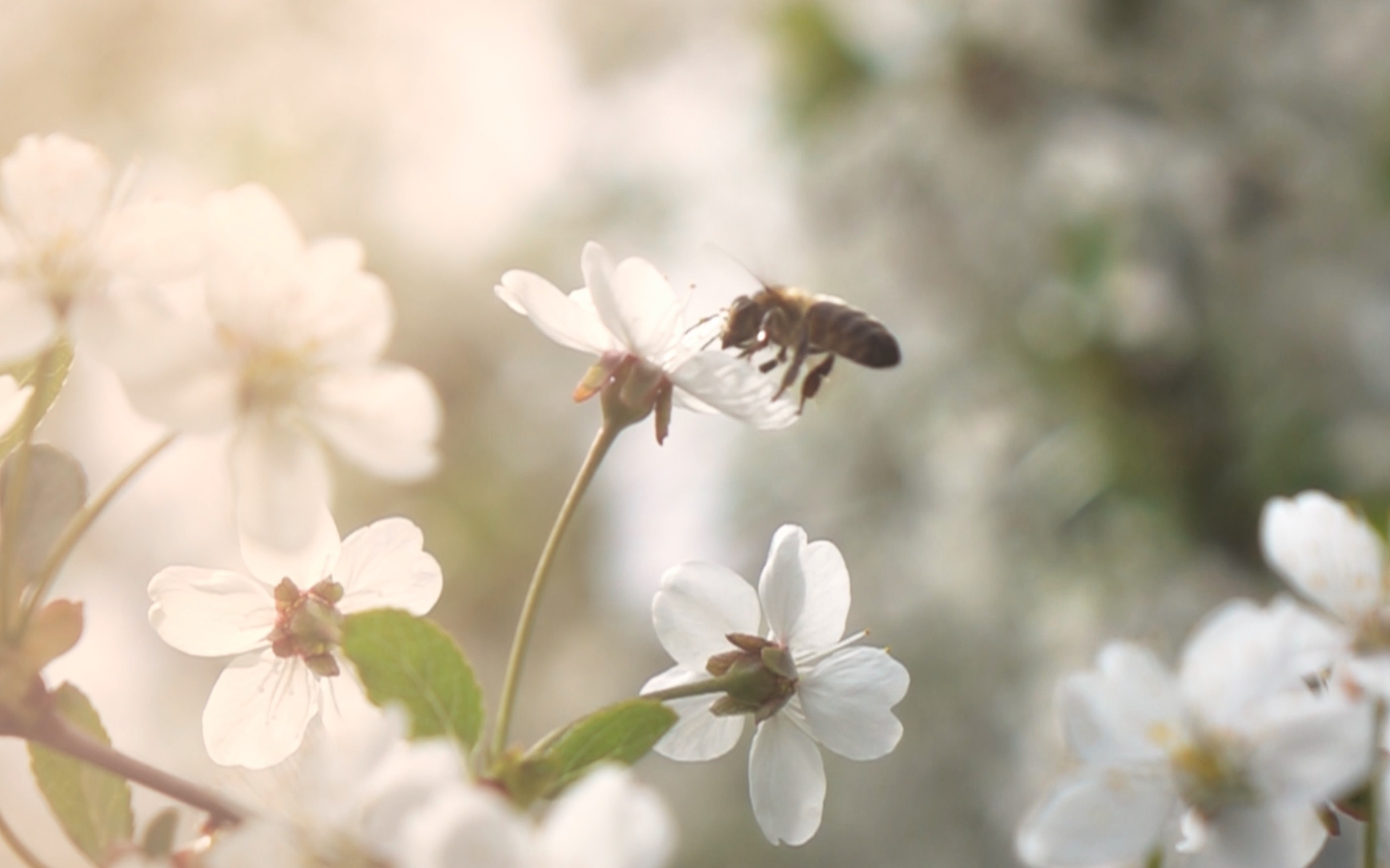 A bee on a daisy